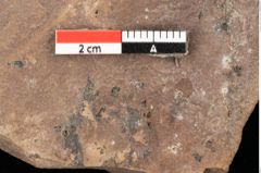 Foto (Detailansicht) von Quercus cf. palaeoilex Ettingshausen (NHMW-GEO-2024-0188-0747a)